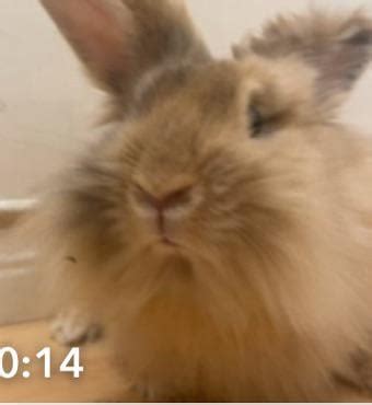 Image result for B-Rabbit vs Confusion