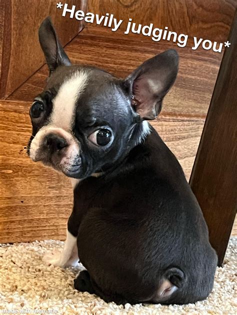 I swear if I see that "Bait or Mental Retardation" image one more time ...