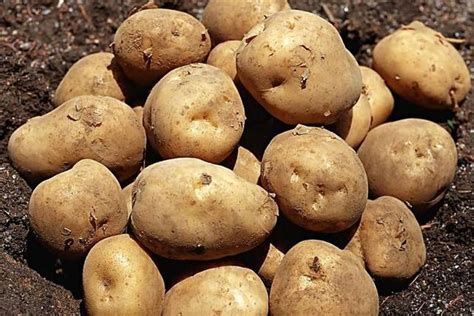 馬鈴薯(土豆):名稱由來,歷史起源,傳入中國,傳播世界,生長習性,生長周期,生長條_中文百科全書