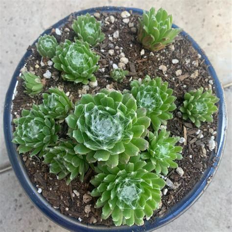 The Ultimate Guide To Hens And Chicks Succulent Care
