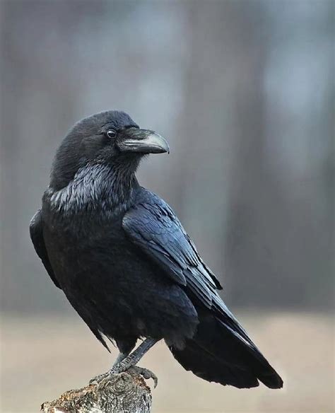 乌鸦 渡鸦 黑色的鸟 黑鸟 鸟类参考 鸦科参考