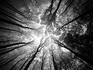 Jplo9|#Jp London MACR1X31004 Jpl and Ajven Present Tree Tops Sky ...