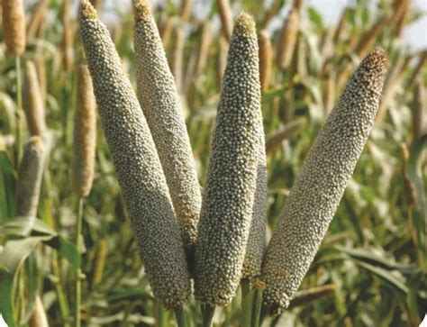 Balwan Bajra Safal Seeds | High-Yield & Drought-Resistant Pearl Millet