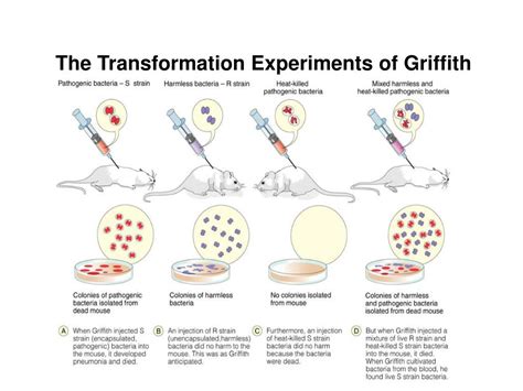 Transformation Genetics 的图像结果