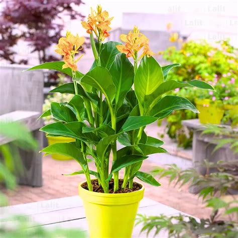Canna Lily (Indian shot) - Plant – Lalit Enterprise
