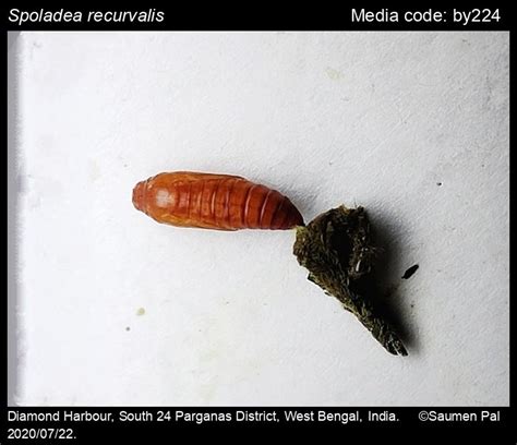 Spoladea recurvalis | Moths