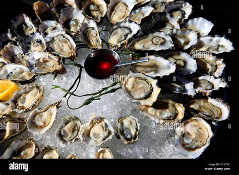 Keeping Live Oysters On Ice at Mitsuko Troy blog