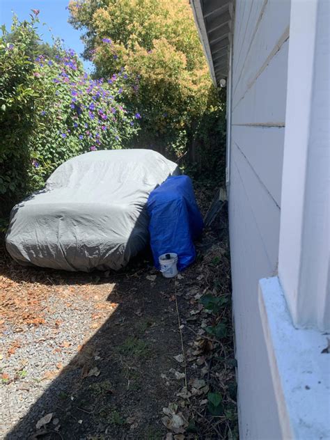 Optical illusion: Can you spot the hidden cat that’s fooled even the ...