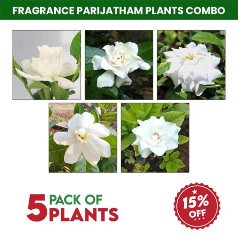 Fragrance parijatham plants combo – Santhi Online Plants