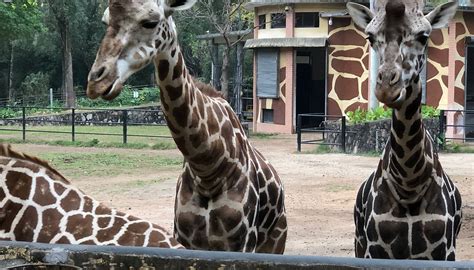 GUANGZHOU ZOO (2026) All You Need to Know BEFORE You Go (with Photos ...