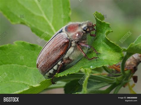 Chafer Beetle