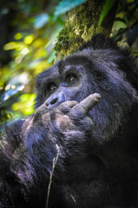 A Silverback Gorilla showing the finger to tourists at Bwindi ...