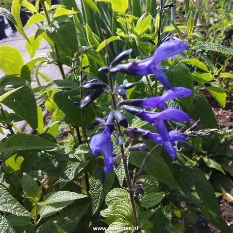 Salvia guaranitica 'Black and Blue' | Salie - www.nollestee.nl