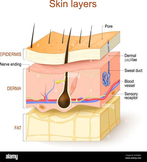 Structure Of Hypodermis
