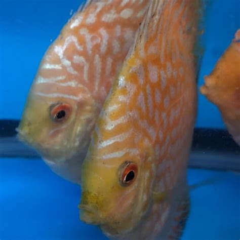 Yellow Checkerboard Discus 的图像结果