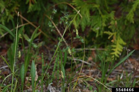hair-like sedge (Carex capillaris)
