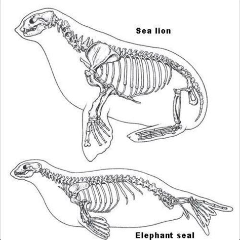 diagram of bone structure of seal flipper - Brainly.in