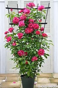 Ritz Farming® Imported climbing rose flower seeds | organic pink ...