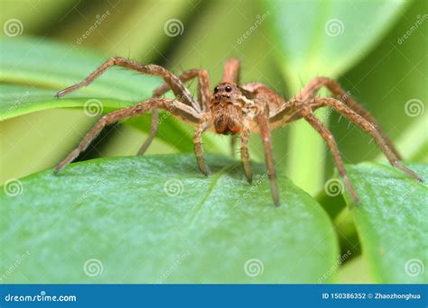 The spider on the plant stock photo. Image of macro - 150386352