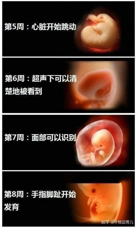 一图读懂 l 孕期孕妇及胎儿每周变化（三）