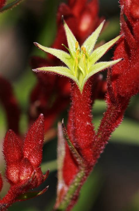 The Kangaroo Paw: Too Easy! - Laidback Gardener
