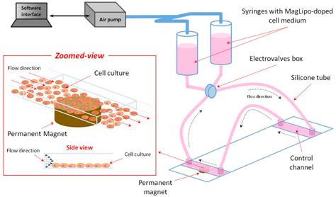 Enhanced In Vitro Magnetic Cell Targeting of Doxorubicin-Loaded ...