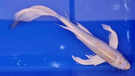 Butterfly Koi – EcoSystem Koi Online