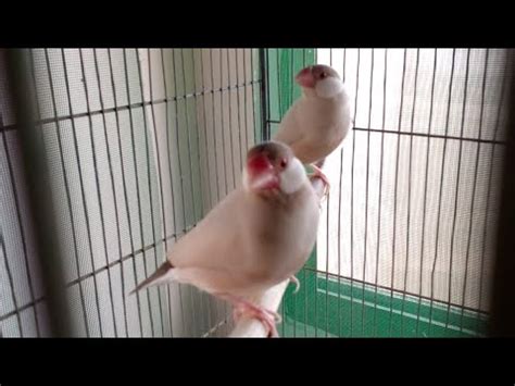 Image result for Fawn Java Sparrow