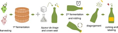 Yeast In Wine Making at Jose Cheung blog