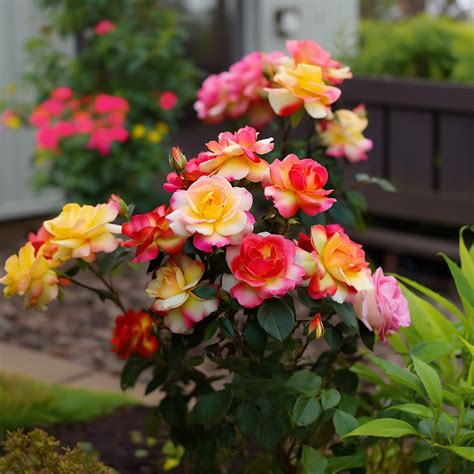 15 Types of Roses - A Guide to Different Rose Varieties