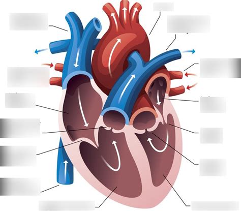 Cardiology 的图像结果