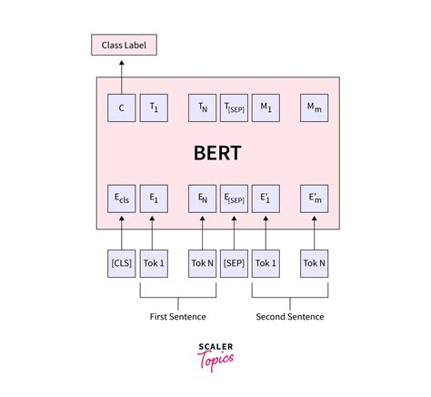Next Sentence Prediction with BERT - Scaler Topics