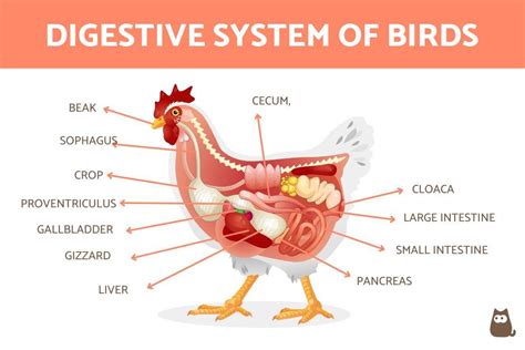 Image result for Bird Digestive System