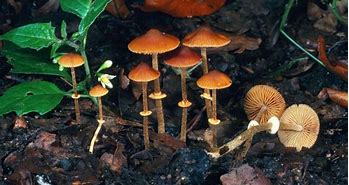 Mushrooms 的图像结果