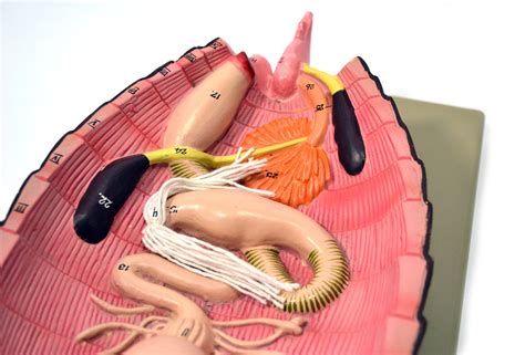 Cockroach Dissection Kit 的图像结果