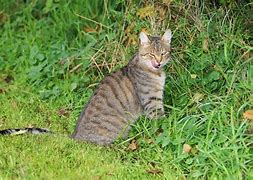 Image result for Cute Litte Cat