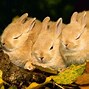 Image result for Fluffy Bunnies with Flowers