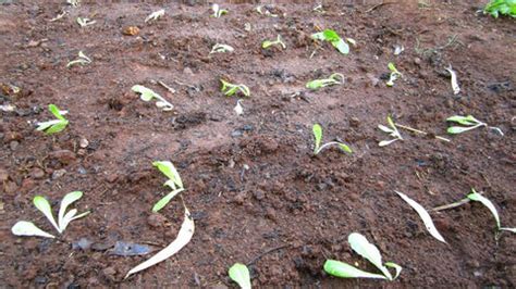 GUIDE: Increasing survival rates for your vegetable transplants – Green ...