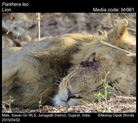 Panthera leo Linnaeus, 1758 - Lion | Mammals