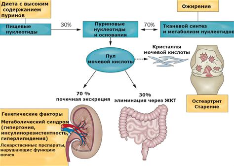 Мочевая кислота в крови повышена: 18 вероятных причин, 3 метода лечения ...