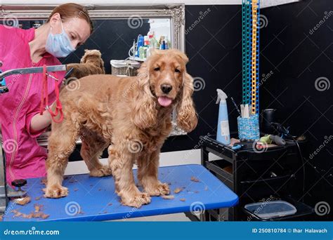 English Cocker Spaniel Dog Grooming in the Office of Animal Care Stock ...