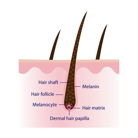 Labeled Hair Diagram at Edward Poch blog