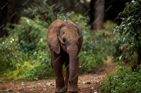 Premium Photo | African elephant calf in a zoo in nairobi national park ...