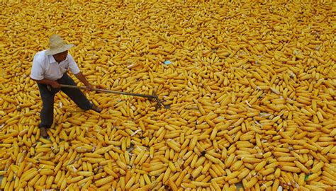 直击中国最大玉米产区：谁来收？价多少？卖不了咋办？|界面新闻 · 中国