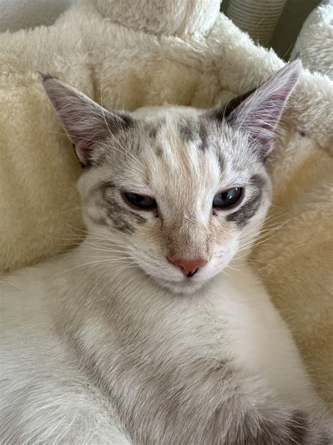 Flame to lynx markings? : r/lynxpointsiamese