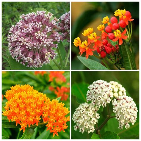 800 Butterfly Milkweed Seeds For Planting Swamp Milkweed Common ...