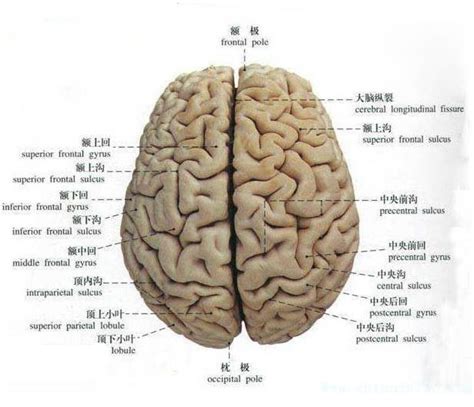 关于大脑的20个事实——了解大脑职场培训的ppt模板,商务模板 - 51PPT模板网