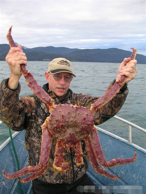 百萬隻巨型帝王蟹爬進南極 陸網友：別怕讓我來（想發財就去捕撈帝王蟹）