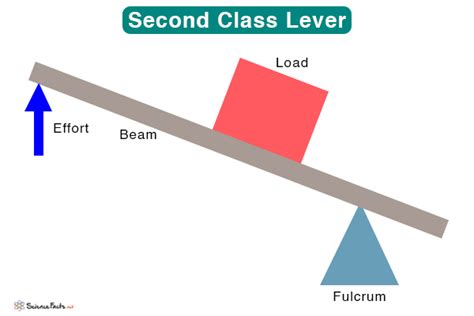 Image result for Class 2 Lever