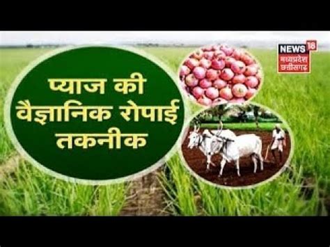 Annadata: प्याज की वैज्ञानिक तकनीक से करें रोपाई, किसान इस तरह कमा सकते ...
